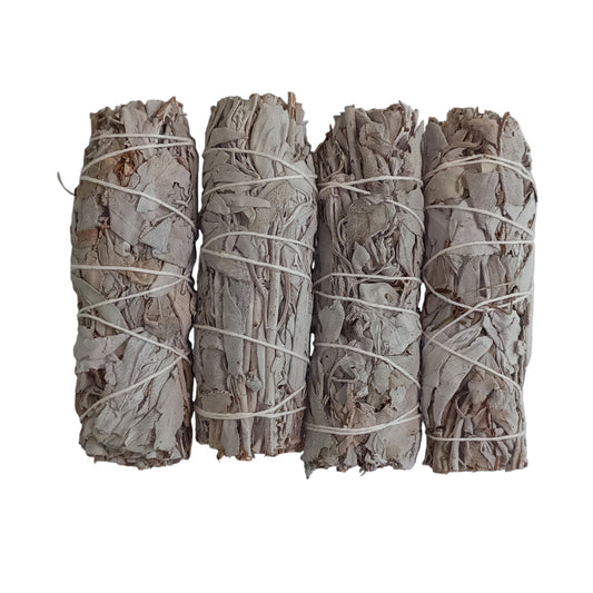 White Sage 5" / 4 Pack